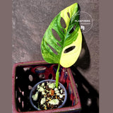 Monstera Adansonii Aurea Variegated - Swiss Cheese Premium (June-26-06)