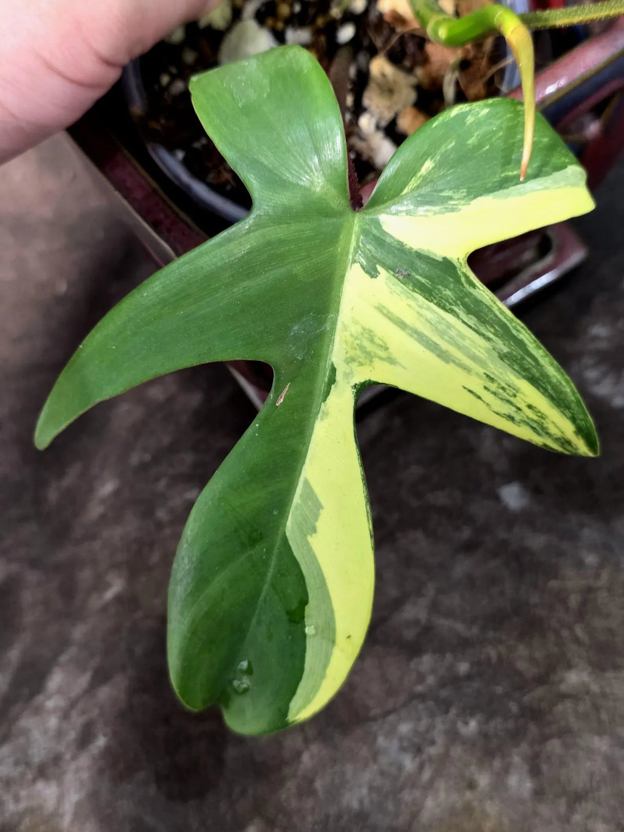 Variegated Philodendron Florida Beauty in a Nursery Pot (June-26-05)