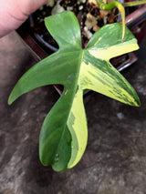 Variegated Philodendron Florida Beauty in a Nursery Pot (June-26-05)
