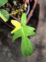 Variegated Philodendron Florida Beauty in a Nursery Pot (June-26-05)