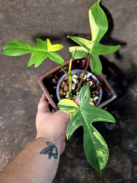 Variegated Philodendron Florida Beauty in a Nursery Pot (June-26-05)
