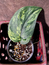 Scindapsus Jade Satin Variegated - Yellow Variegation -(June-26-08)
