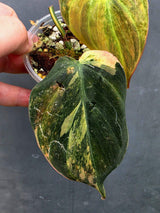Variegated Philodendron Mican Aurea in a Nursery Pot (June-26-24)