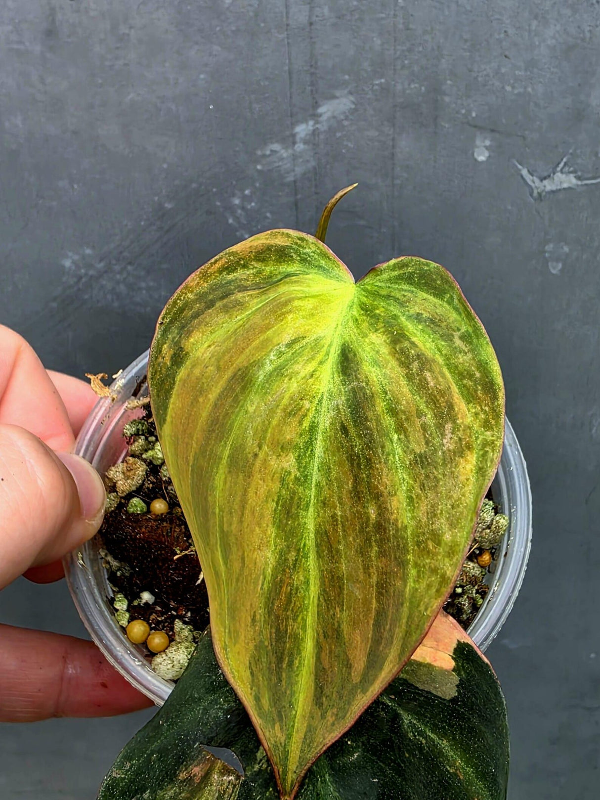 Variegated Philodendron Mican Aurea in a Nursery Pot (June-26-24)