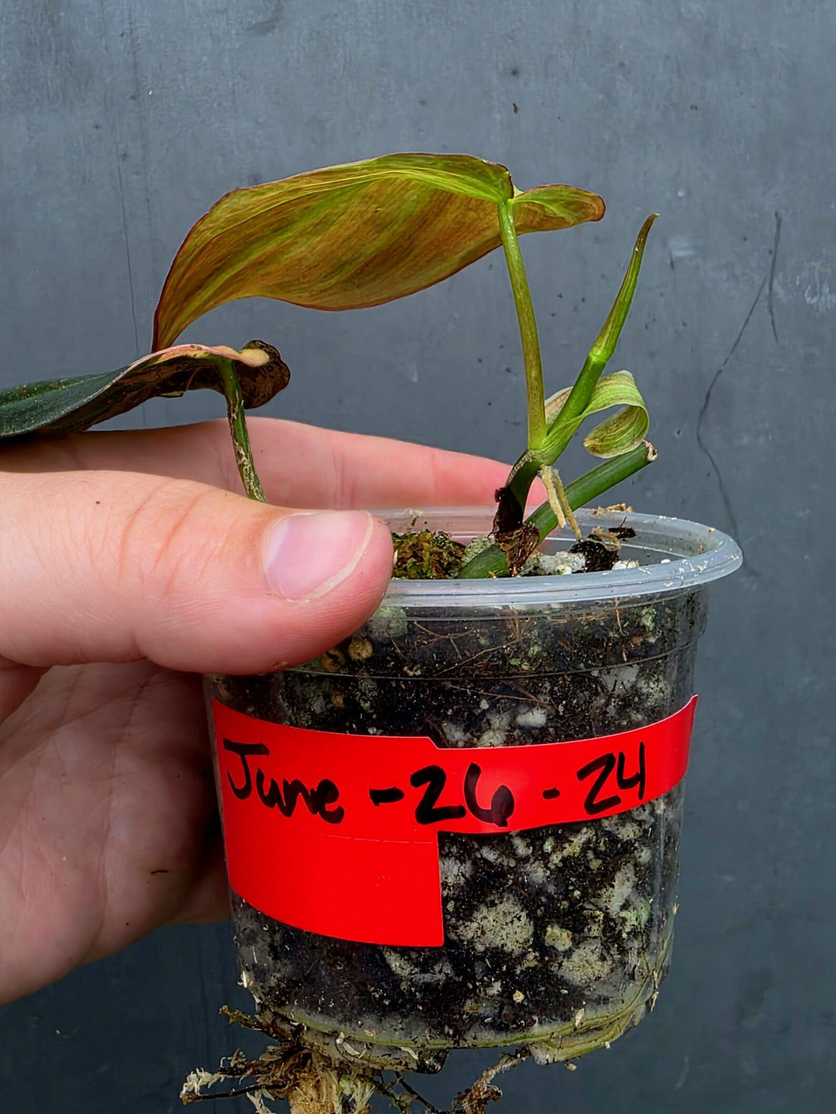 Variegated Philodendron Mican Aurea in a Nursery Pot (June-26-24)