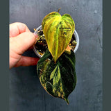 Variegated Philodendron Mican Aurea in a Nursery Pot (June-26-24)