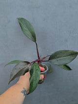 Philodendron Orange Princess Live Plant - Rare Collector Plant (June-26-18)