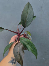 Philodendron Orange Princess Live Plant - Rare Collector Plant (June-26-18)