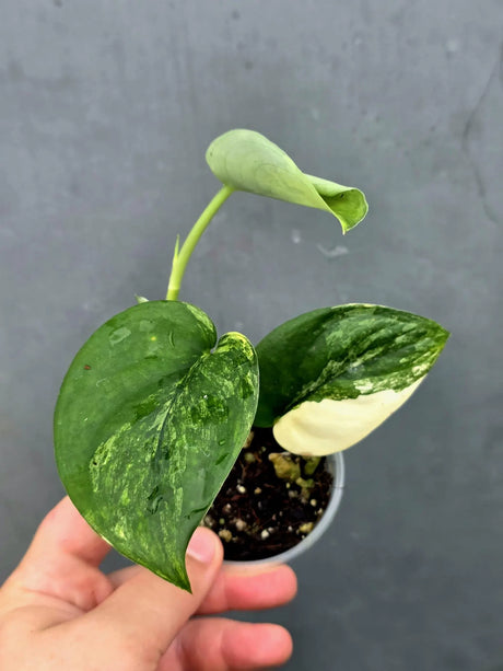 Scindapsus Jade Satin Variegated - Yellow Variegation (June-26-19)