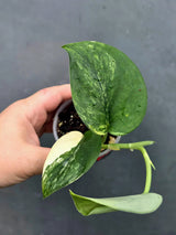 Scindapsus Jade Satin Variegated - Yellow Variegation (June-26-19)