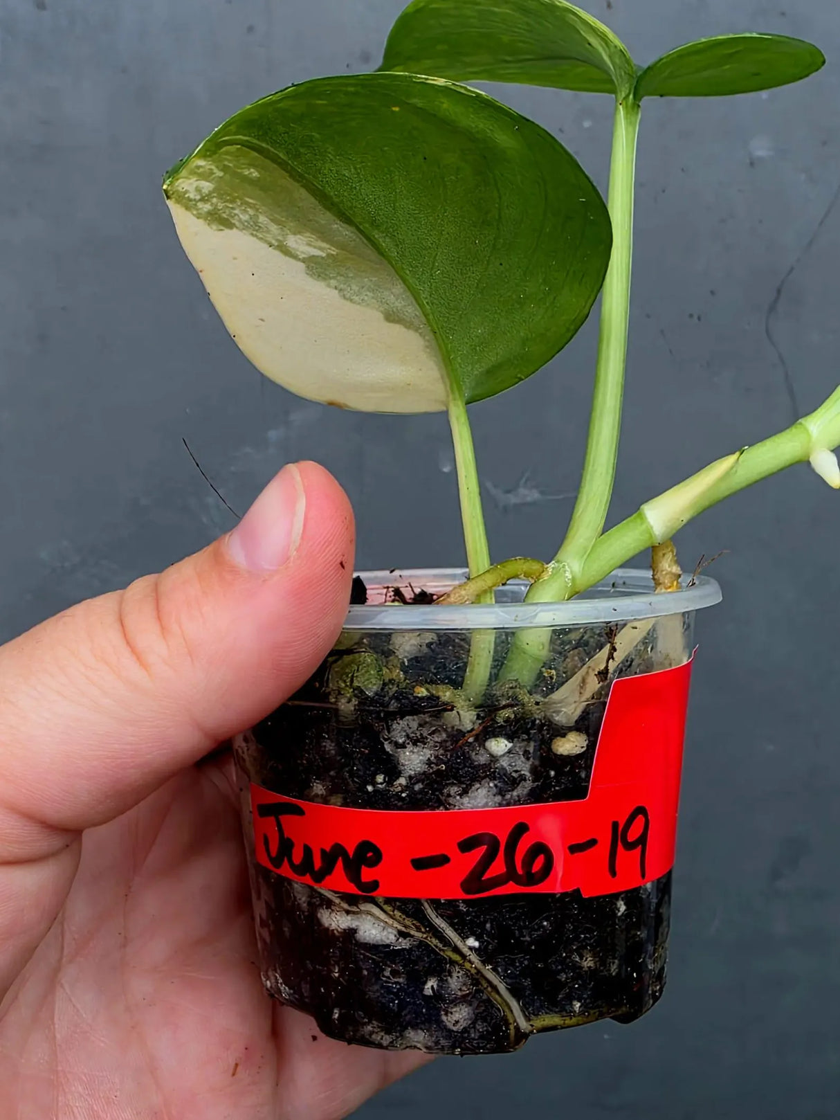 Scindapsus Jade Satin Variegated - Yellow Variegation (June-26-19)