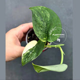 Scindapsus Jade Satin Variegated - Yellow Variegation (June-26-19)