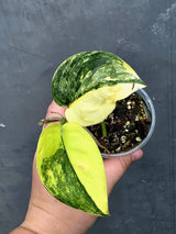 RARE Scindapsus Jade Satin Variegated - Yellow Variegation(June-26-32)