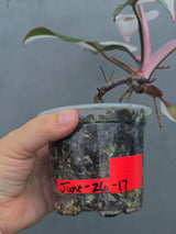 Variegated Philodendron Red Anderson - Rare Tricolor (June-26-17)