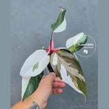 Variegated Philodendron Red Anderson - Rare Tricolor (June-26-17)