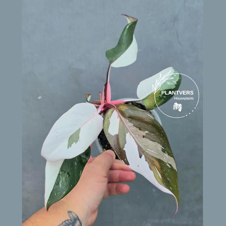 Variegated Philodendron Red Anderson - Rare Tricolor (June-26-17)
