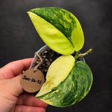 RARE Scindapsus Jade Satin Variegated - Yellow Variegation(June-26-32)