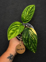 Monstera Peru Aurea Variegated - Climbing tropical plant (June-26-16)