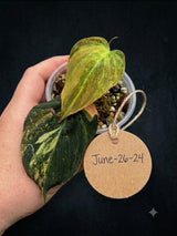 Variegated Philodendron Mican Aurea in a Nursery Pot (June-26-24)