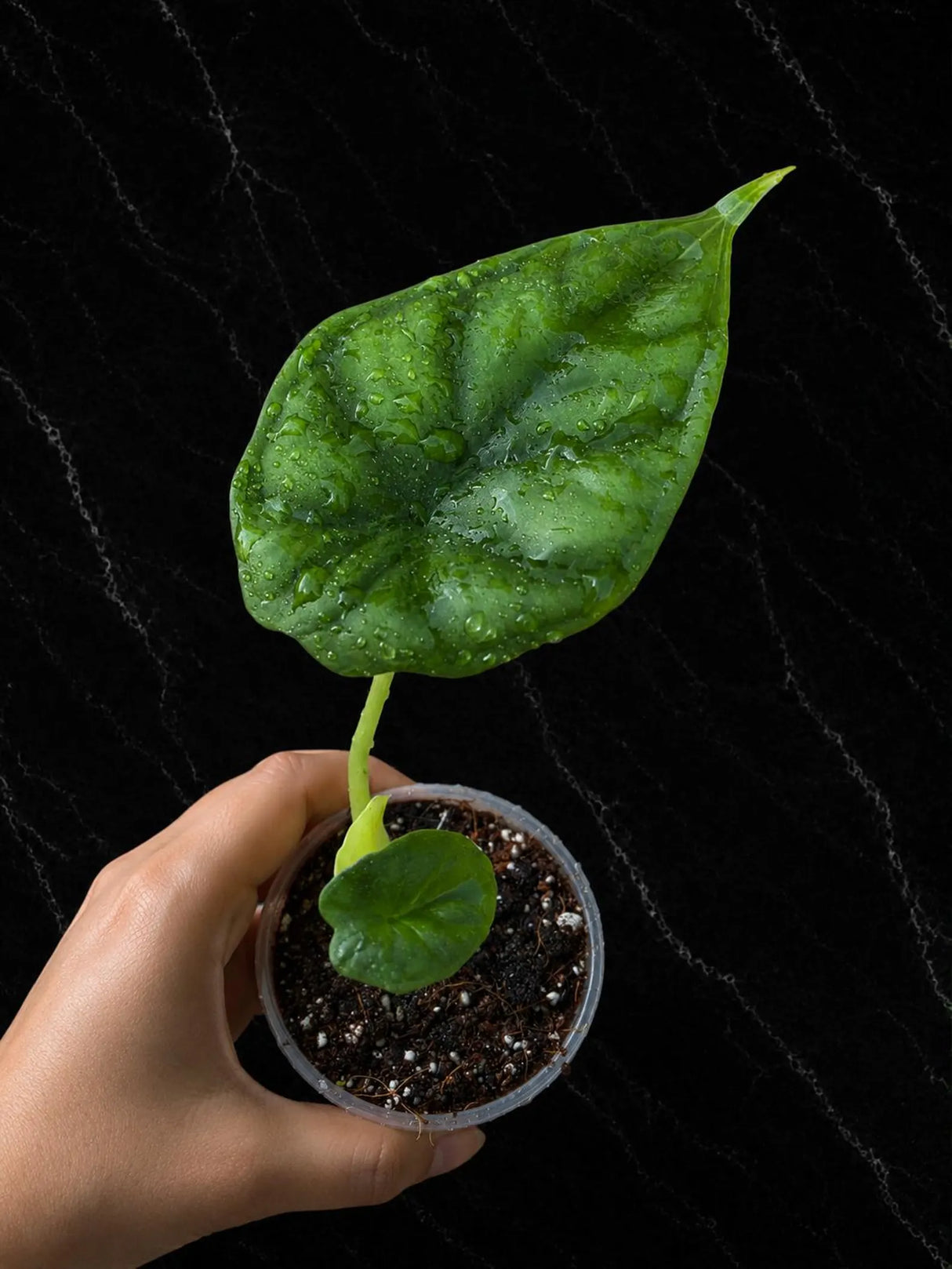 Alocasia Dragon Scale Live Plant - Rare Jewel Alocasia - Silver Green Tropical Houseplant - Exotic Indoor Aroid Plant
