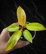 Philodendron Red Sun Starter Plant - Rare Colorful Philodendron in 3" Pot - Tropical Indoor Houseplant - Live Aroid Plant