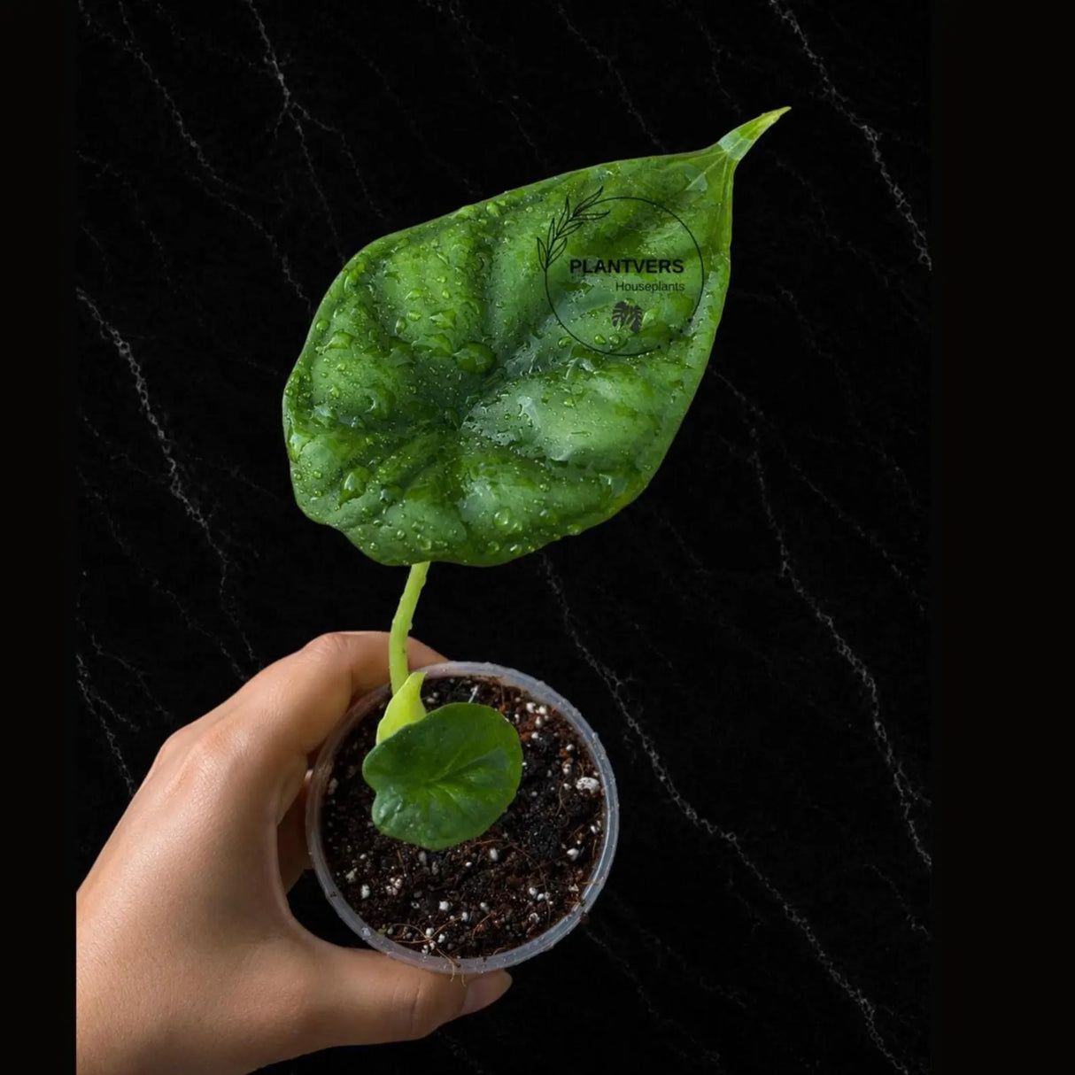 Alocasia Dragon Scale Live Plant - Rare Jewel Alocasia - Silver Green Tropical Houseplant - Exotic Indoor Aroid Plant
