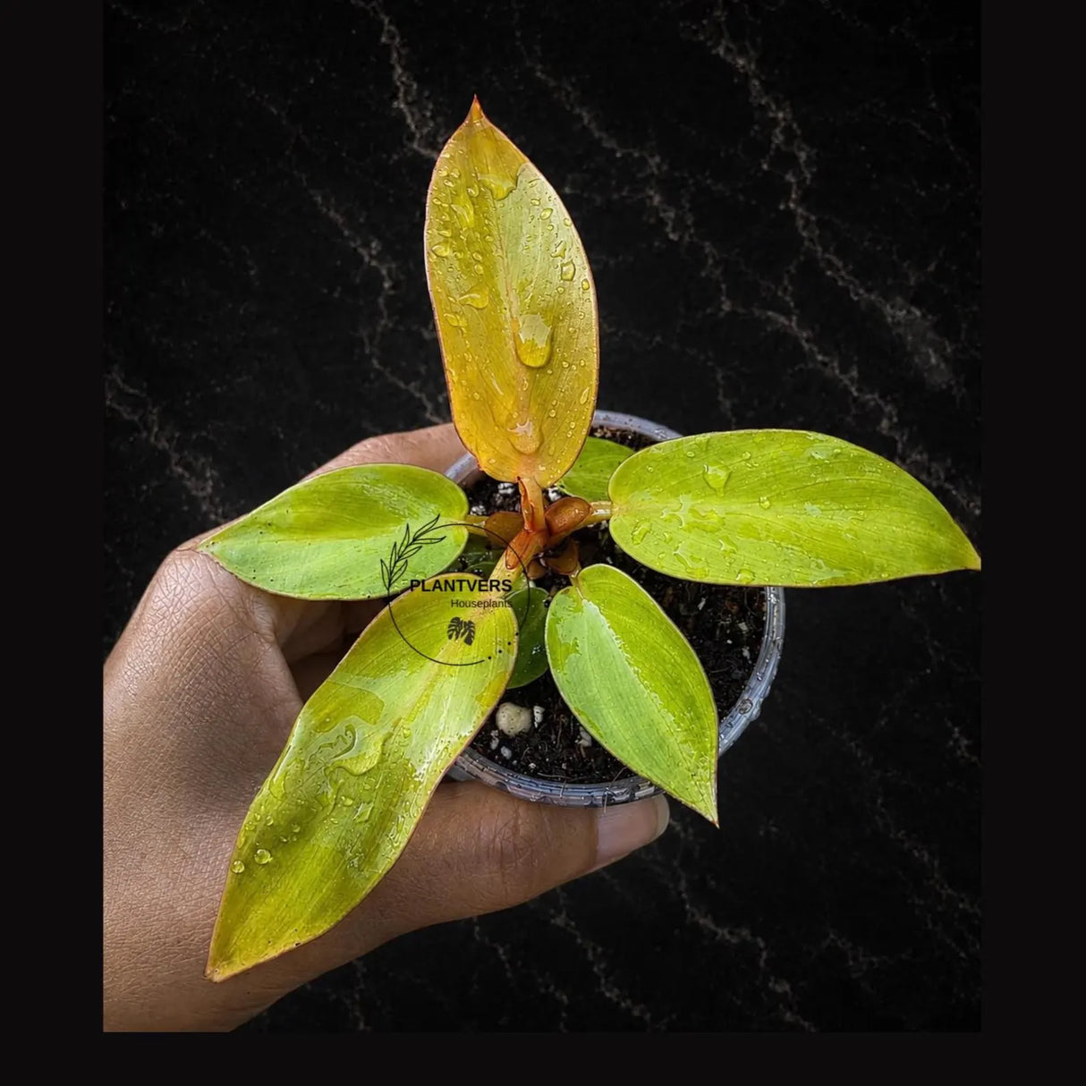 Philodendron Red Sun Starter Plant - Rare Colorful Philodendron in 3" Pot - Tropical Indoor Houseplant - Live Aroid Plant
