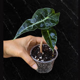 Alocasia Polly Starter Plant in 3" Pot – African Mask Plant – Easy Care Tropical Indoor Houseplant – Live Aroid Plant