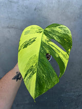 Monstera Borsigiana Aurea Variegated - Exact Rare Tropical Aroids (June-29-02)