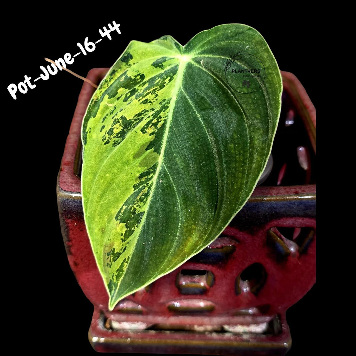 Philodendron Melanochrysum Variegated Live Plant - Rare Velvet Leaf Philodendron - Exact Same Plant - US Seller