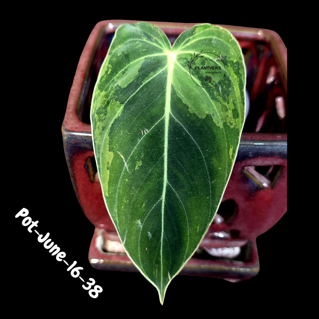 Philodendron Melanochrysum Variegated Live Plant - Rare Velvet Leaf Philodendron - Exact Same Plant - US Seller