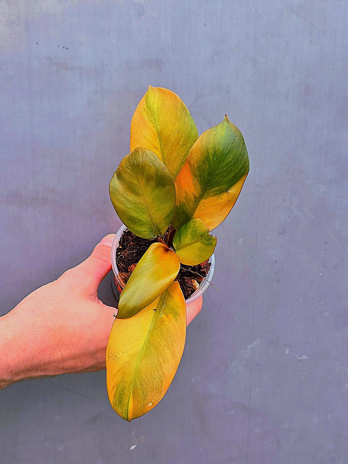 Variegated Black Cardinal Philodendron – Rare Collector Plant (June-17-24)