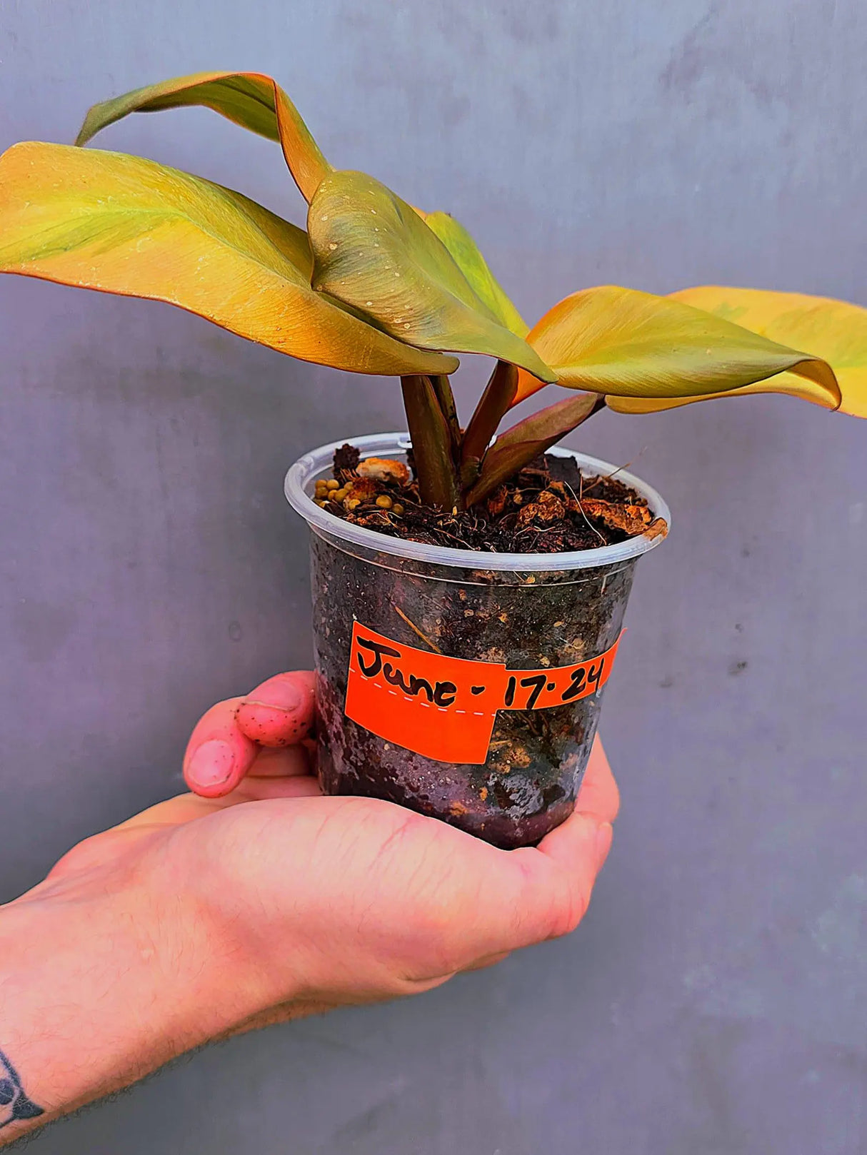 Variegated Black Cardinal Philodendron – Rare Collector Plant (June-17-24)