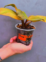 Variegated Black Cardinal Philodendron – Rare Collector Plant (June-17-24)