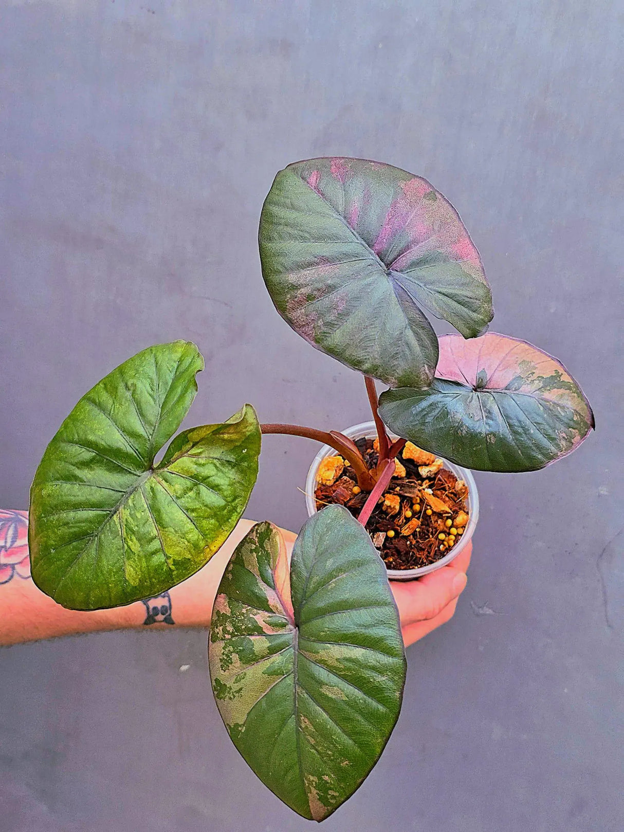 Alocasia Serendipity Pink Variegated – Rare Collector Aroid – Exact Plant (June-17-12)
