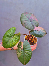 Alocasia Serendipity Pink Variegated – Rare Collector Aroid – Exact Plant (June-17-12)