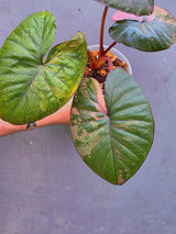 Alocasia Serendipity Pink Variegated – Rare Collector Aroid – Exact Plant (June-17-12)