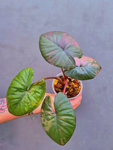 Alocasia Serendipity Pink Variegated – Rare Collector Aroid – Exact Plant (June-17-12)