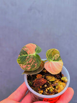 Philodendron Orange Melanochrysum Variegated – Rare Velvet Leaf Plant (June-17-03)