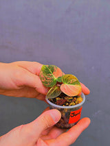 Philodendron Orange Melanochrysum Variegated – Rare Velvet Leaf Plant (June-17-03)