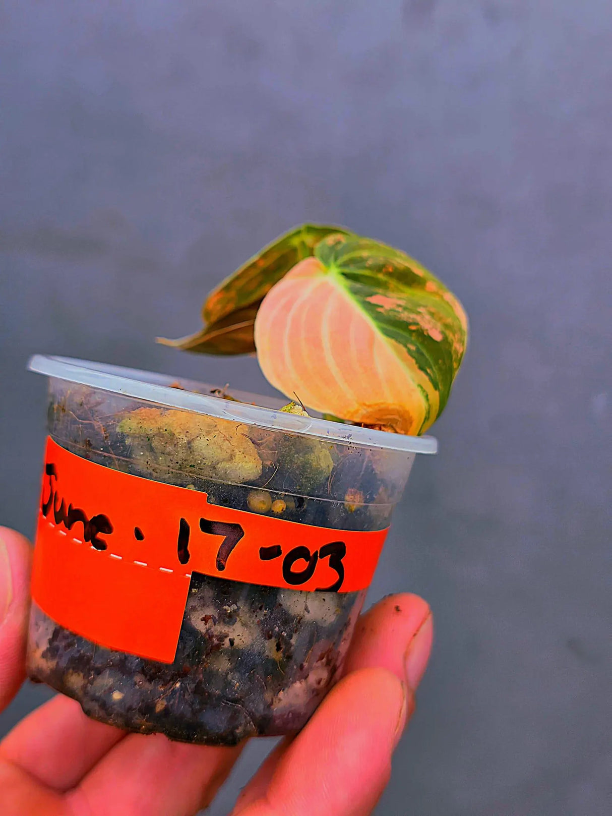 Philodendron Orange Melanochrysum Variegated – Rare Velvet Leaf Plant (June-17-03)