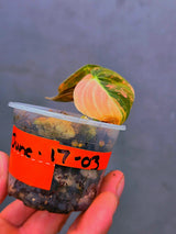 Philodendron Orange Melanochrysum Variegated – Rare Velvet Leaf Plant (June-17-03)