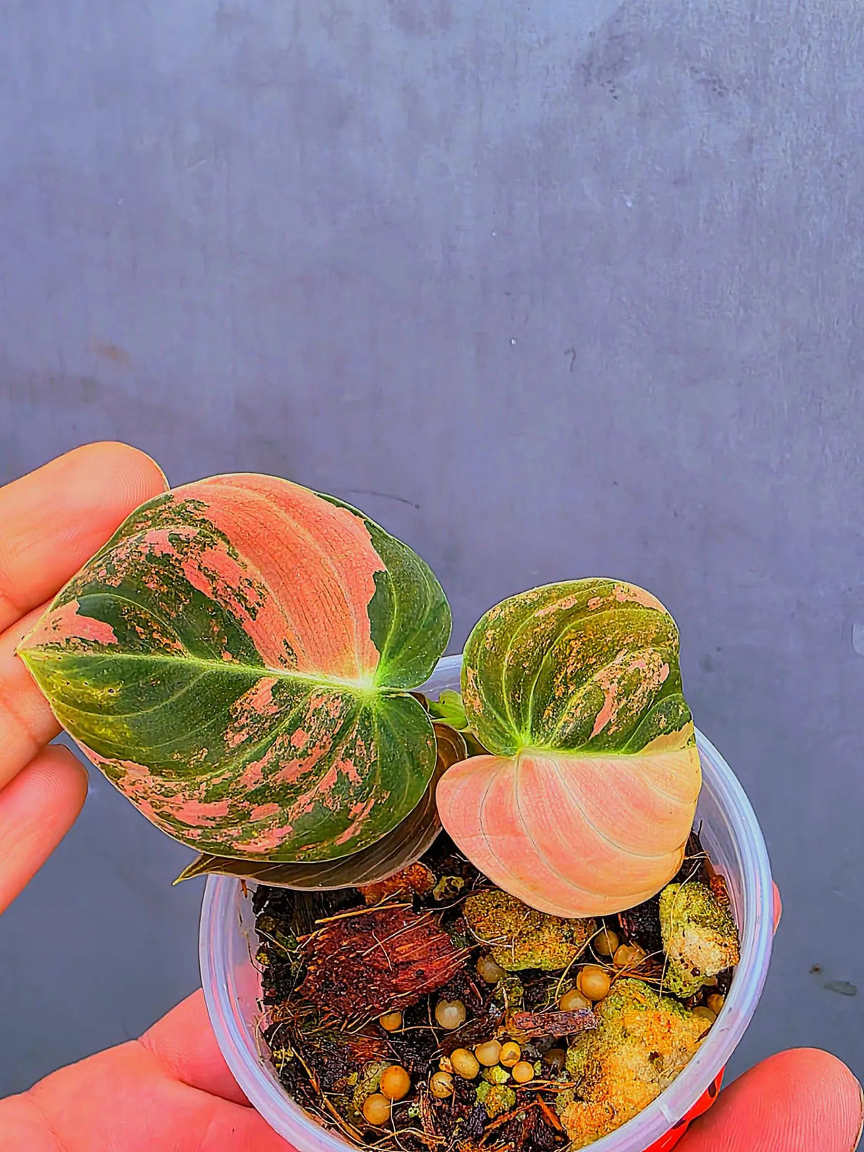 Philodendron Orange Melanochrysum Variegated – Rare Velvet Leaf Plant (June-17-03)