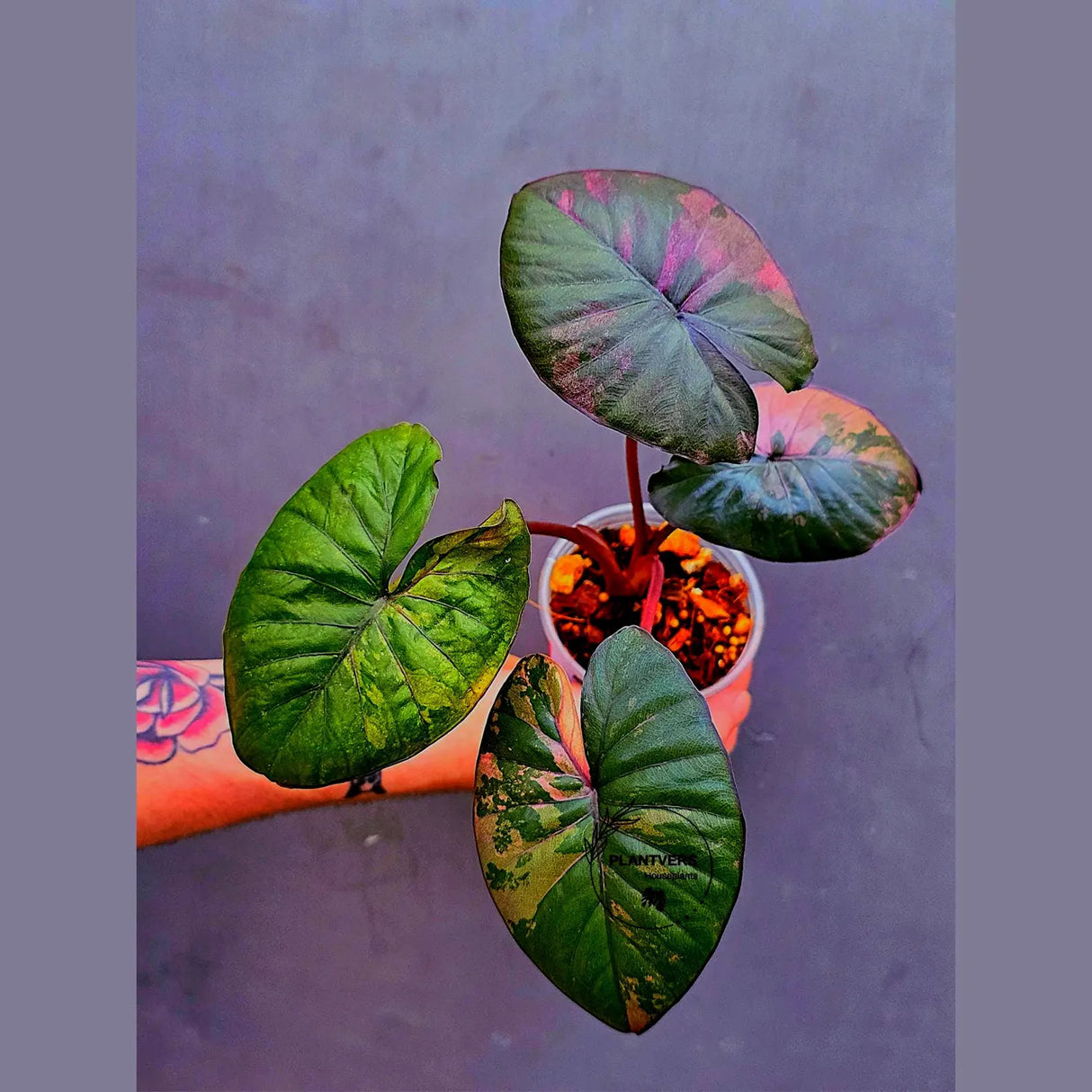 Alocasia Serendipity Pink Variegated – Rare Collector Aroid – Exact Plant (June-17-12)