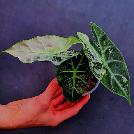 Variegated Alocasia Pink Dragon Albo – Rare Elephant Ear Plant (June-17-07)