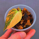 Philodendron Orange Melanochrysum Variegated – Rare Velvet Leaf Plant (June-17-02)