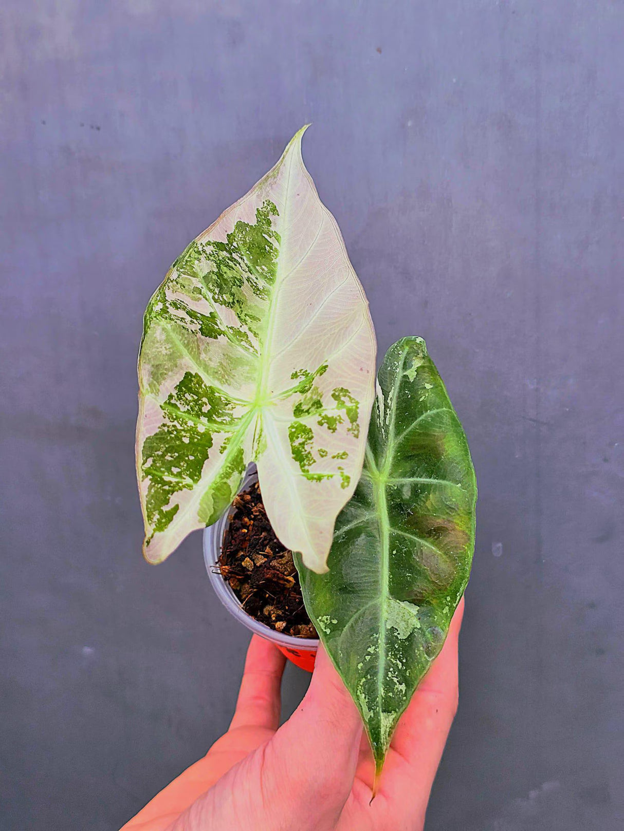 Variegated Alocasia Pink Dragon Albo – Rare Elephant Ear Plant (June-17-15)