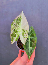 Variegated Alocasia Pink Dragon Albo – Rare Elephant Ear Plant (June-17-15)