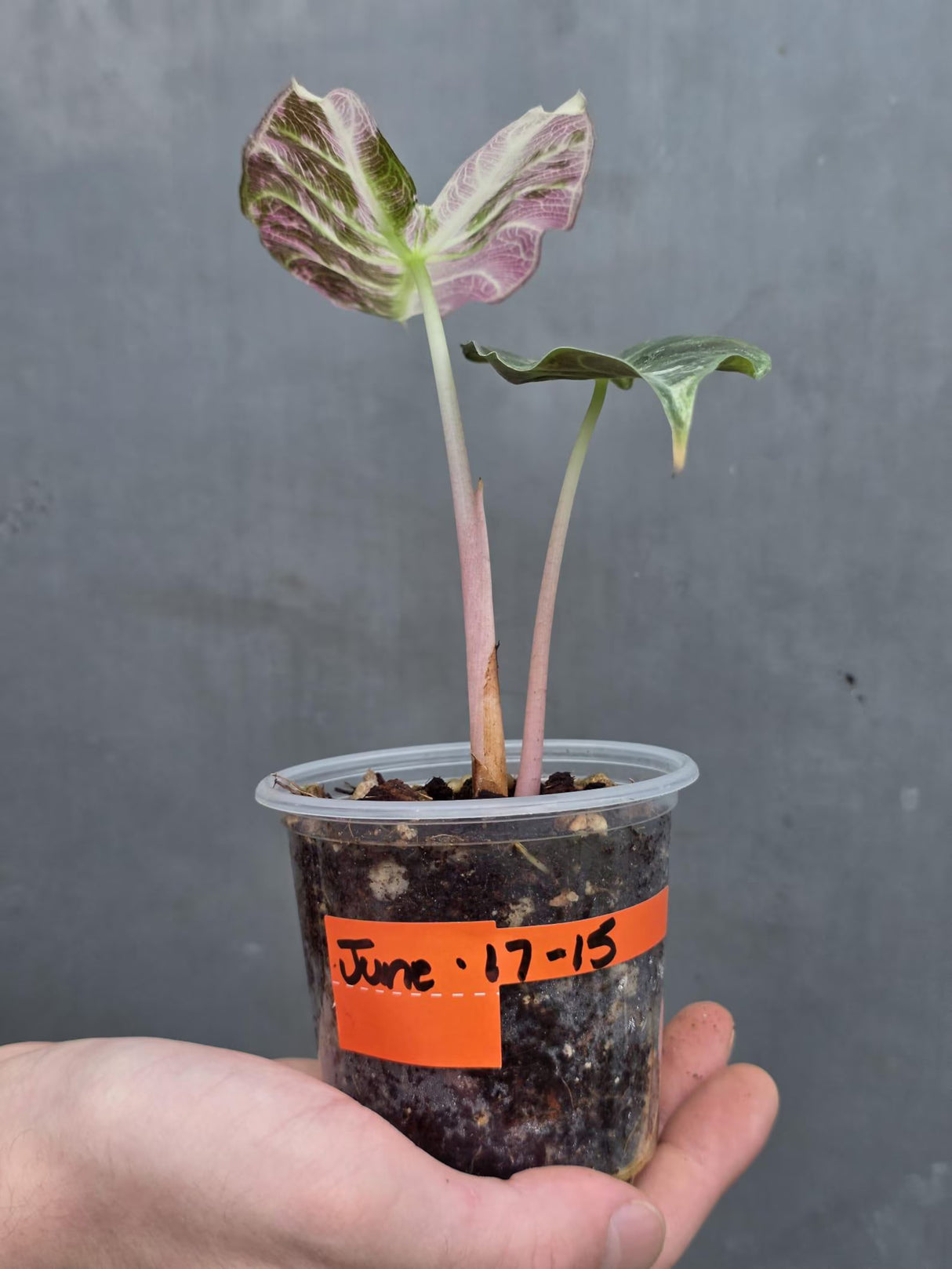 Variegated Alocasia Pink Dragon Albo – Rare Elephant Ear Plant (June-17-15)