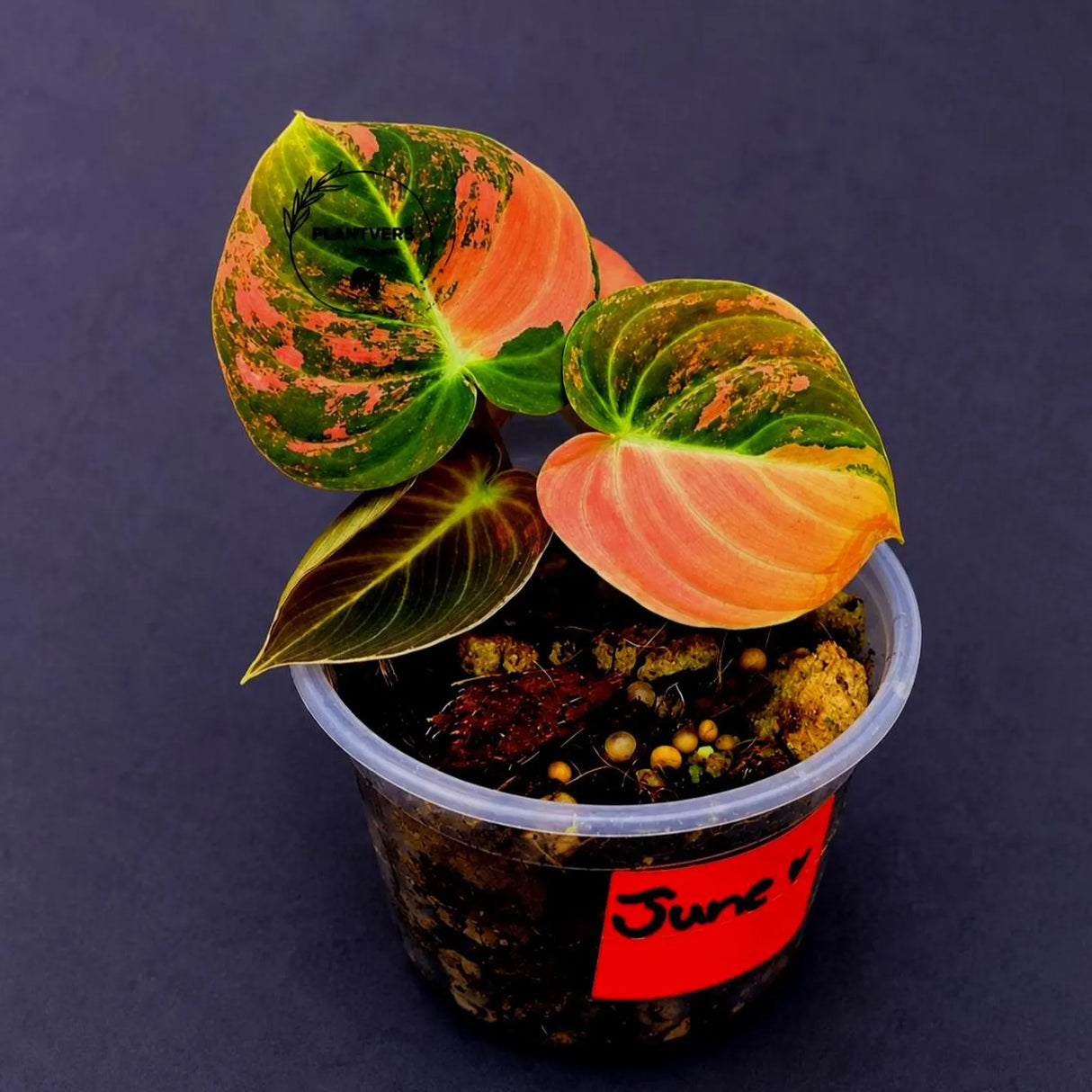 Philodendron Orange Melanochrysum Variegated – Rare Velvet Leaf Plant (June-17-03)